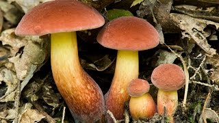 Foraging Boletus sensibilis and Boletus bicolor [upl. by Anisirhc]