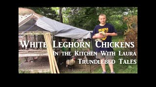 Leghorn Chickens In the Kitchen With Laura [upl. by Aillimat23]