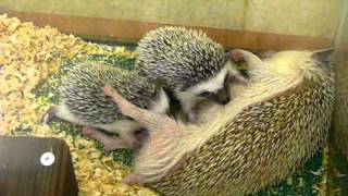 ヨツユビハリネズミの赤ちゃん。Fourtoed hedgehog Babies07 [upl. by Tevlev]