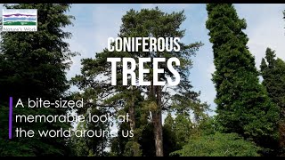 Coniferous trees [upl. by Sapienza]