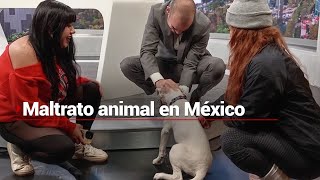 Maltrato animal  70 de perros y el 60 de gatos se encuentran en situación de abandono en la calle [upl. by Lebasy]