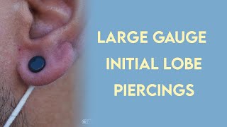 Large Gauge Initial Lobe Piercings [upl. by Eelarac675]