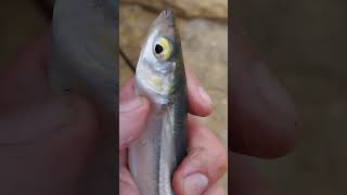 Beautiful Jacksmelt caught Fishing from the Cliffs werftv catchsurf surff [upl. by Carnahan]