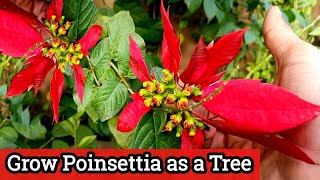 How to grow Poinsettia plant as a tree  Poinsettia care and tips  Christmas plant tree [upl. by Donelson]