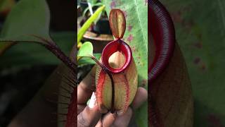 Nepenthes ampullaria ‘Hotlips’ Hybrid 🍃❤️ nepenthes carnivorousplants pitcherplant [upl. by Atinrahc]