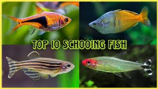 Top 10 Schooling Fish 🐠 For Freshwater Aquarium [upl. by Atimad483]