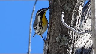 Paruline à gorge jaune cri  Yellowthroated Warbler call [upl. by Assenna572]