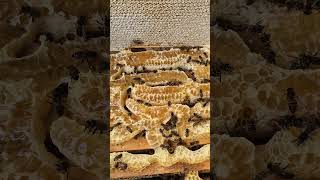 Bees on Frames UpClose Hive Life with the Calming Sound of Bees shorts beekeeping beesound [upl. by Alben141]