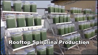 Spirulina Growing  Make Money Fast With Low Investment [upl. by Flieger]