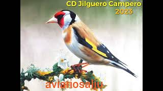 CD Jilguero Cante Campero 2023 2H Suscríbete dale 👍 Gracias aviariosalju Educar Nóveles Reclamo [upl. by Janerich]