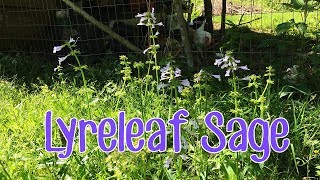 Not Just Another Pretty Wildflower  Lyreleaf Sage [upl. by Oned425]