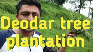 TREE PLANTATION  SHIMLA  DEODAR EVERGREEN TREES [upl. by Calder]