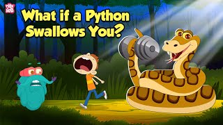 What If a Python Swallows You  How do Pythons Digest their Food  The Dr Binocs Show [upl. by Harriman]