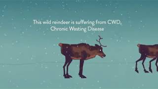 This is Chronic Wasting Disease [upl. by Aldwon]