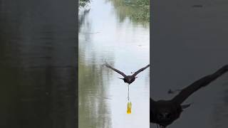 Amazing Hawk Eagle tanning beauty shortvideo wildlife eagle eagleflying eaglelovers subscribe [upl. by Adnauqal]