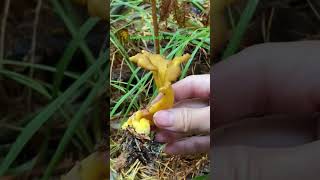 Champignon Chanterelles háinấmsau mưa [upl. by Sirdna]