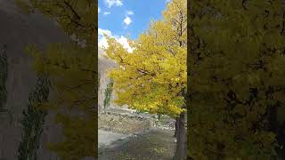 Autumn in Shimshal Valley Hunza  mountains travel foryou [upl. by Eey]