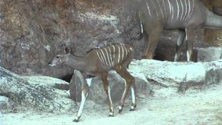 New Baby Kudu at the Houston Zoo [upl. by Ahsienyt545]