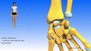 Les mouvements du poignet  Les principaux facteurs de contention du poignet [upl. by Alfi739]