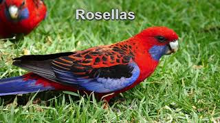 Rosellas  Australian Birds [upl. by Merrili]