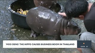 Moo Deng the hippo causes business boom in Thailand [upl. by Lauzon481]