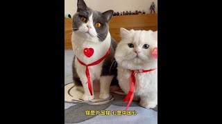 记录猫咪日常 我和我的猫 谁能拒绝傻憨憨的小猫咪 国庆 [upl. by Terese]