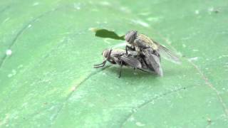 Cluster Flies Calliphoridae Pollenia Mating [upl. by Anidualc689]