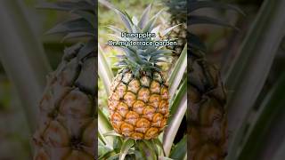 Pineapple plant update [upl. by Odo489]