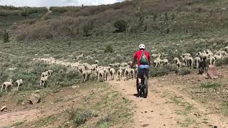 Surprised by Great Pyrenees Sheep Dogs while Mountain Biking in Heber UT [upl. by Anahpets]