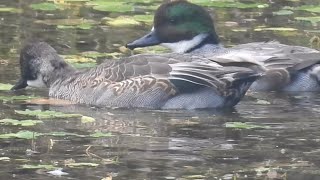 ヨシガモ Mareca falcata  換羽中  公園のカモ  2024年11月 [upl. by Marna343]