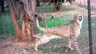 Cute Cheetah Meowing [upl. by Ardis836]