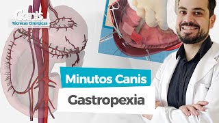 Gastropexia em Alça de Cinto  Minutos Canis  Técnicas Cirúrgicas [upl. by Korry869]