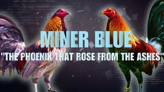 MINER BLUE GAMEFOWL BLOODLINE Fighting Style and History [upl. by Hairakcaz]