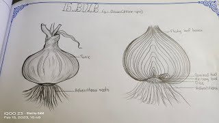 Drawing BULB onion TheLefthandedArtist botany record intermediate drawing zoology [upl. by Deron]