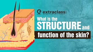 What is the structure and function of the skin  Biology  Extraclasscom [upl. by Kumar]