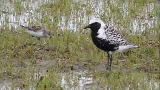 Black bellied Plover at Hillman [upl. by Einnoj]