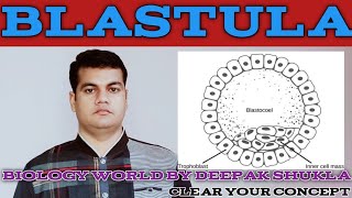 Blastocyst Formation Morula Blastula [upl. by Russi]