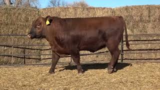 Lot 121 Becktons Fall Production Sale Tuesday December 5 2023 [upl. by Camilla]