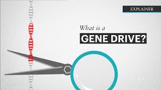 What is a Gene Drive [upl. by Jamal]