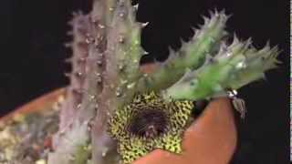 Huernia hystrix  Aasblume Carrion Flower [upl. by Astraea]