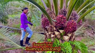 Panen sawit di kawasan 80 ekar yang dulu masih kecilkecil  sekarang seperti ini pokok nya [upl. by Airotnahs]