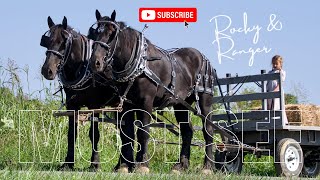 Meet the Majestic Percheron Geldings Your Dream Draft Horse Team [upl. by Alyda]