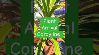 Plant Arrival Cordyline Peko Bargain Tropical palm like plant shorts plants garden shootsvideo [upl. by Assirialc]