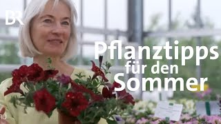 Pflanztipps für den Sommer Welche Blumen sind empfehlenswert  Frankenschau  BR [upl. by Talmud]