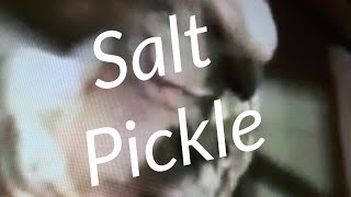 Dill Pickle Recipe Moluccan Pink Cockatoo Birds Tests Salt Pickles [upl. by Robaina838]