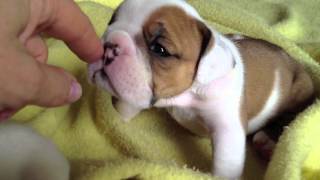 English Bulldog Puppies 4 weeks old [upl. by Hehre954]