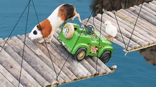 Guinea Pig Bridge Tragedy  Funny And Cute Guinea Pig Video [upl. by Fink]