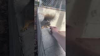 Feeding A Squirrel At The Park 🐿️ [upl. by Benedict]