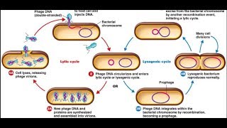 Lytic cycle and Lysogenic cycle in Hindi [upl. by Rhine]