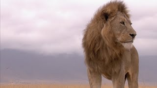 Ngorongoro Born of Fire  Wildest Africa  4K [upl. by Jet756]